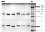 Metsulfuron Recombinant Mouse Monoclonal Antibody (5G11)