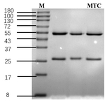Metolcarb Recombinant Mouse Monoclonal Antibody (1G1)