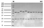 Methyltestosterone Recombinant Mouse Monoclonal Antibody (8F6)