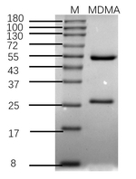Methylenedioxymethamphetamine Recombinant Mouse Monoclonal Antibody (3G3)