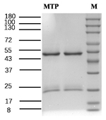 Methyl parathion Recombinant Mouse Monoclonal Antibody (1A6)