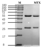 Methotrexate Recombinant Mouse Monoclonal Antibody (4C6)