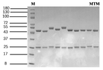 Methomyl Recombinant Mouse Monoclonal Antibody (2C12)