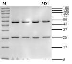 Mesotrione Antibody in SDS-PAGE (SDS-PAGE)