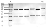 Melatonin Recombinant Mouse Monoclonal Antibody (4C8)