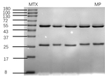 Medroxyprogesterone Recombinant Mouse Monoclonal Antibody (3E11)