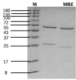 Mebendazole Recombinant Mouse Monoclonal Antibody (1D1)