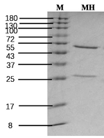 Maleic Hydrazide Antibody in SDS-PAGE (SDS-PAGE)