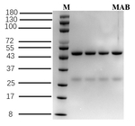 Mabuterol Recombinant Mouse Monoclonal Antibody (4E2)