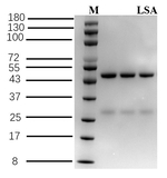Lysergic acid Recombinant Mouse Monoclonal Antibody (2D4)