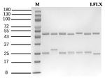 Lomefloxacin Recombinant Mouse Monoclonal Antibody (1B7)