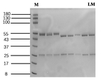 Lincomycin Recombinant Mouse Monoclonal Antibody (3F6)