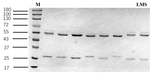 Levamisole Recombinant Mouse Monoclonal Antibody (5C9)