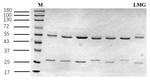 Leucomalachite Recombinant Mouse Monoclonal Antibody (2E10)
