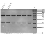 Enterobacter sakazakii Recombinant Mouse Monoclonal Antibody (15)