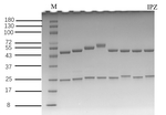 Isopyrazam Recombinant Mouse Monoclonal Antibody (5B7)