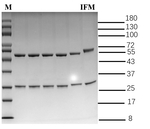 Isofetamid Recombinant Mouse Monoclonal Antibody (4B7)