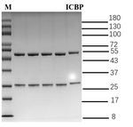 Isocarbophos Recombinant Mouse Monoclonal Antibody (1C9)