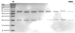Iprodione Recombinant Mouse Monoclonal Antibody (1F11)