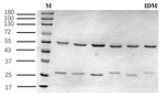 Indometacin Antibody in SDS-PAGE (SDS-PAGE)