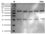 Imazaquin Recombinant Mouse Monoclonal Antibody (2F11)