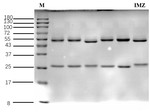 Imazalil Recombinant Mouse Monoclonal Antibody (2A2)