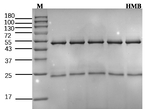 Hygromycin B Recombinant Mouse Monoclonal Antibody (1G12)