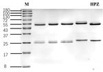 Hydroxyphenoxazine Recombinant Mouse Monoclonal Antibody (1G9)