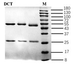 Hydrochlorothiazide Recombinant Mouse Monoclonal Antibody (7G9)