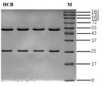 Hexachlorobenzene Antibody in SDS-PAGE (SDS-PAGE)