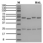 Halofuginone Recombinant Mouse Monoclonal Antibody (2F9)