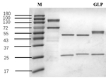 Glyphosate Antibody in SDS-PAGE (SDS-PAGE)