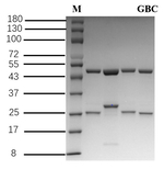 Glibenclamide Recombinant Mouse Monoclonal Antibody (2H11)
