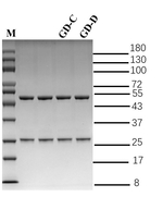 Gliadin Recombinant Mouse Monoclonal Antibody (4H2)