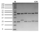 Gentamicin Recombinant Mouse Monoclonal Antibody (1G6)