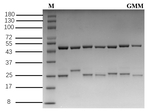Gamithromycin Recombinant Mouse Monoclonal Antibody (2D3)