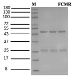 Furanocoumarins Recombinant Mouse Monoclonal Antibody (2C6)