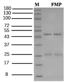 Furametpyr Recombinant Mouse Monoclonal Antibody (3C8)