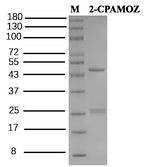 Furaltadone metabolite Recombinant Mouse Monoclonal Antibody (3B6)