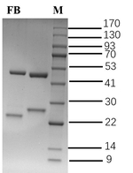 Fumonisins Recombinant Mouse Monoclonal Antibody (2E11)