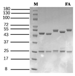 Forchlorfenuron Recombinant Mouse Monoclonal Antibody (2C2)