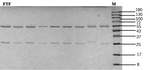 Flutriafol Recombinant Mouse Monoclonal Antibody (2F4)