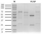 Fluroxypyr Antibody in SDS-PAGE (SDS-PAGE)