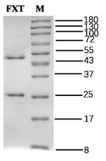 Fluoxetine Antibody in SDS-PAGE (SDS-PAGE)