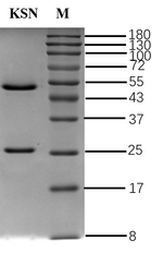 Fluorescent brightener KSN Recombinant Mouse Monoclonal Antibody (2D5)