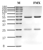 Flumioxazin Antibody in SDS-PAGE (SDS-PAGE)