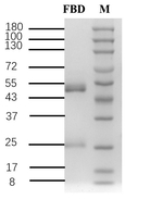Flubendiamide Recombinant Mouse Monoclonal Antibody (6B1)