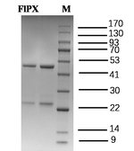 Florylpicoxamid Antibody in SDS-PAGE (SDS-PAGE)