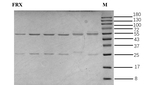 Fleroxacin Antibody in SDS-PAGE (SDS-PAGE)