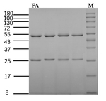 Ferulic acid Antibody in SDS-PAGE (SDS-PAGE)